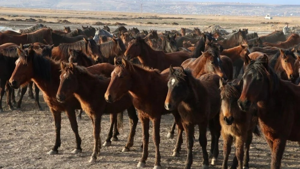 Hürmetçi Sazlığında mutlu son